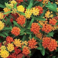 Image result for Asclepias aurea