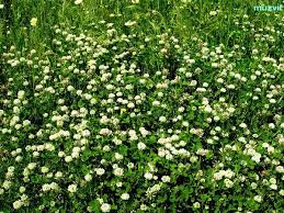 Image result for Trifolium isthmocarpum