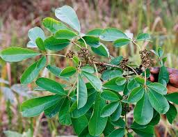 Image result for Vitex payos
