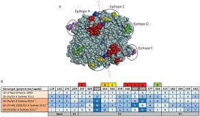 Viruses Free Full Text Recombinant Gii P16 Gii 4 Sydney 2012 Was The Dominant Norovirus Identified In Australia And New Zealand In 2017 Html