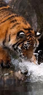 Provide real 100% high quality 2k 4k 5k 8k hd uhd qhd widescreen desktop wallpapers and iphone 11 pro xs max xr x 8 7 6 6s plus 5 5s 4 3gs backgrounds, all wallpapers are free to download. 1125x2436 Tiger Water 4k Iphone Xs Iphone 10 Iphone X Hd 4k Wallpapers Images Backgrounds Photos And Pictures