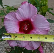 Check spelling or type a new query. The One Plant That Could Change Your Life Forever Mike S Backyard Nursery