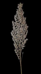 Image result for Arundinella nepalensis