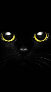 Cute Black Cat Eye Cat Background Cat Wallpaper Cute Black Cats