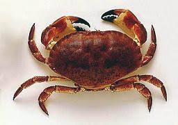 Jun 09, 2021 · la prima edizione, nel 2019, era stata un grande successo con una programmazione che dosava attentamente nomi di richiamo e esordi all'interno del comune denominatore di un cinema indipendente tra diverse generazioni. I Granchi Dei Nostri Mari Salentini 1 Fondazione Terra D Otranto