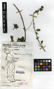 Image result for Hibiscus physaloides