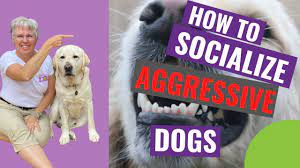 How to socialize a reactive dog. How To Socialize Aggressive Dogs Youtube