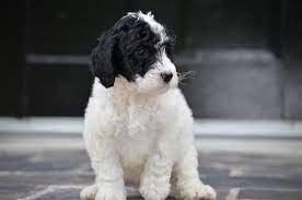 Best Labradoodles Partners Best Labradoodle Breeders