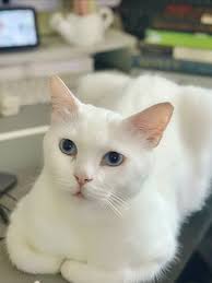 A client asked me why I still make time to write novels despite my  demanding job (branding