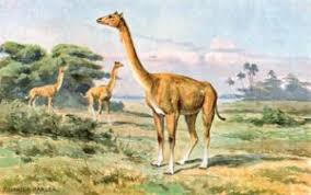 Arabian camels have been domesticated for approximately 3,500 years and have been long valued as pack animals. 10 Amazing Facts About Camels
