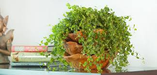 Creeping jenny in pots make nice houseplants or patio plants. Creeping Fig Costa Farms