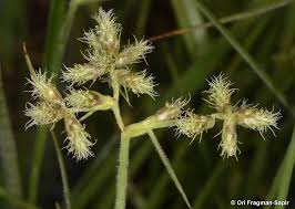 Image result for Fuirena pubescens