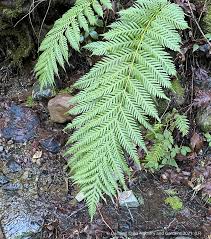 Image result for Swertia fimbriata