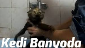kedi yikama kedi nasil yikanir youtube
