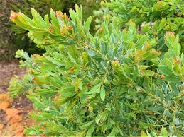 Image result for Tephrosia meisneri