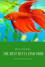 The Best Betta Fish Food About Betta Fish Tanks Betta Fish Betta Fish Tank Betta
