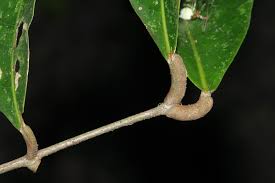 Image result for Pancovia