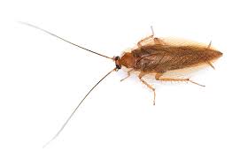 Head for the areas where you've seen the most cockroach activity and look for clusters of egg cases, dead bugs, droppings, and skin casks. Cockroaches Have Invaded My Apartment What Can I Do San Francisco Injury Lawyer Blog March 13 2017