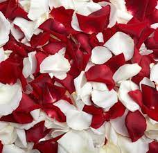 Fresh Red White Rose Petals At Wholesale Price Red Rose Petals Red And White Roses Rose Petals