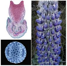 Image result for Eriosema rhynchosioides