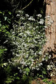 Image result for Cayratia gracilis