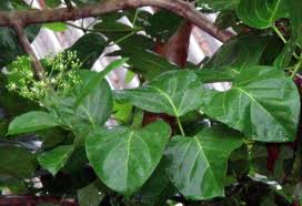 Image result for Premna mooiensis
