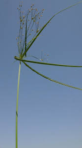 Image result for Cyperus tenuispica