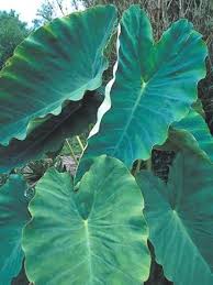 Colocasia Esculenta Jack S Giant Paisagismo Plantas E Flores