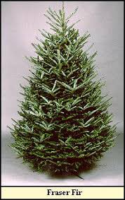 Christmas Tree Varieties Photos And Information To Choose