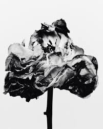 Black And White Flower Photography Decaying Black And White Flower Flowers Photography Dark Floral Black And White Photography