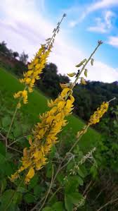 Image result for Crotalaria polysperma