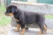 German Rottweiler Puppies for Sale | Cheap Rottweiler ...