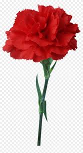 Carnation Flower Red Floristry Clip Art Carnation Flower Red Floristry Clip Art Free Transparent Png Clipart Images Download Carrot svg clipart, jpg png svg carrot clip art graphic, easter clip art, bunny clip art, food clip art, carrot svg, food svg, easter svg. carnation flower red floristry clip art
