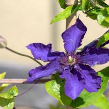 How do you make clematis grow faster? 6lsp0xjjhsivim