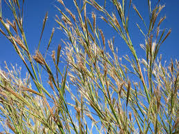 Image result for Andropogon gayanus