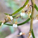 Image result for Nephrangis