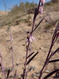 Image result for Polygala erioptera