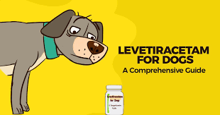 Levetiracetam For Dogs A Comprehensive Guide Simple Wag