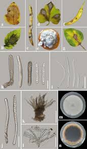 Image result for Heteromorpha sp. agg.