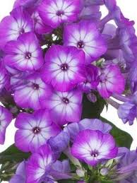 Pin On Flowers Gardens Inspiration