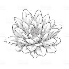 Beautiful Monochrome Black And White Lotus Flower Painted In Graphic White Lotus Flower Lotus Flower Painting Lotus Drawing