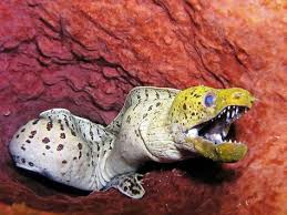 Moray Eel Teeth Deep Sea Creatures Deep Sea Sea Creatures