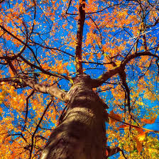 Jane Beiler (janebeiler)