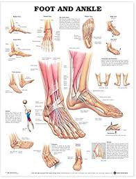 foot and ankle anatomical chart