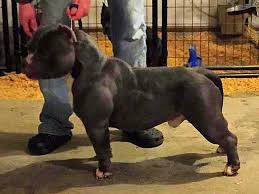 All Black American Bully Xl Pin On Xl Pitbull Bully