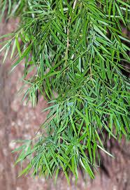 Image result for Afrocarpus