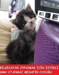 Bilgisayar Icin Istekli Ama Utangac Misafir Cocugu Kedi Kopek Komik Capsler Kedi