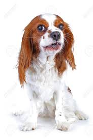 Check spelling or type a new query. Spaniel Dog Puppy On White Funny And Cute Cavalier King Charles Stock Photo Picture And Royalty Free Image Image 94186748