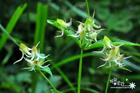 Image result for Habenaria pasmithii