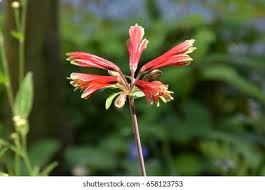 Image result for Alstroemeria pulchella